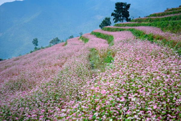 Hà Giang va organiser une fête des fleurs de sarrasin