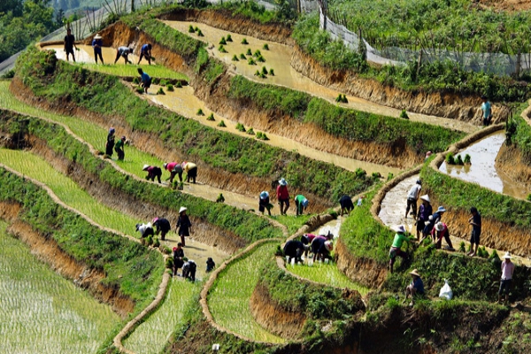 Journée à la riziculture avec les paysans