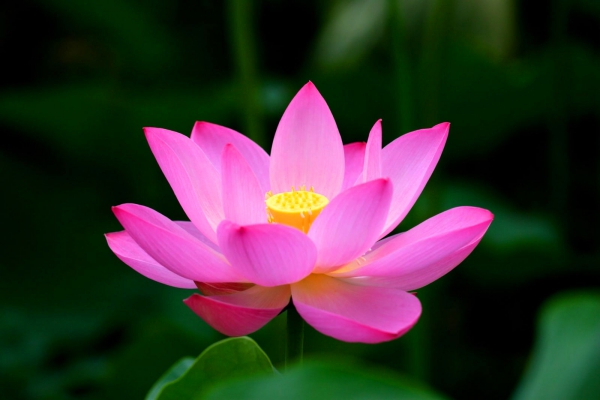 Le lotus – la fleur nationale et symbolique du Vietnam