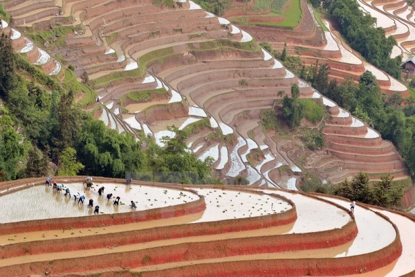 Rizières en terrasse, les merveilles du Vietnam