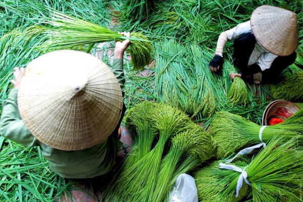 Com – jeune riz gluant – un cadeau de la nature Hanoi en automne