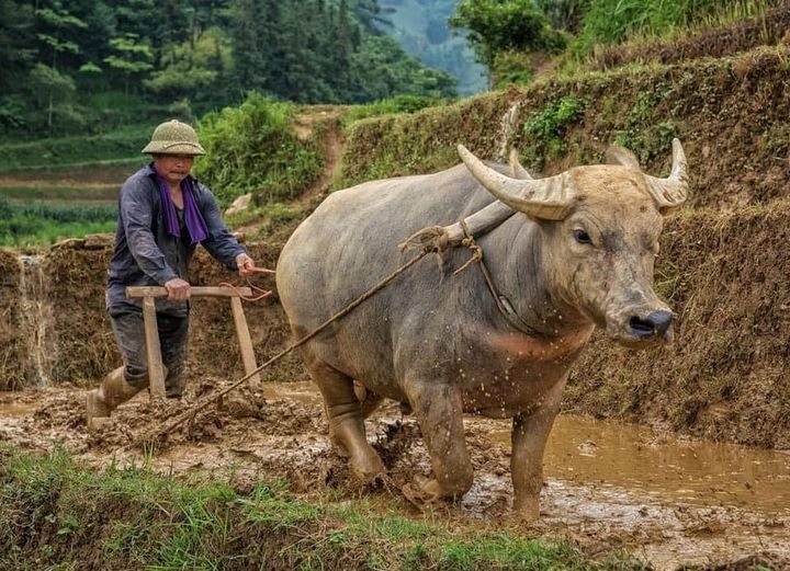Circuit au Vietnam pendant le Covid 19 dès la Réouverture des frontières au Vietnam