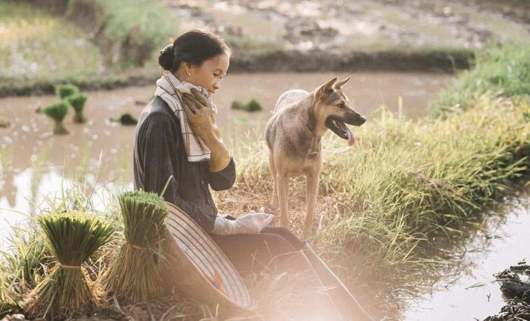 Races de chiens au Vietnam / Quels sont les chiens vietnamiens ?
