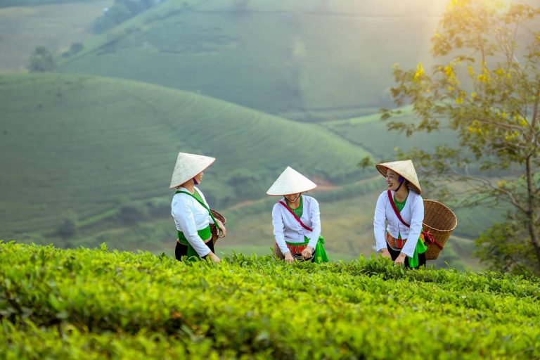 Guide francophone au Vietnam / Découvrez le Vietnam en profondeur grâce à un guide francophone passionné